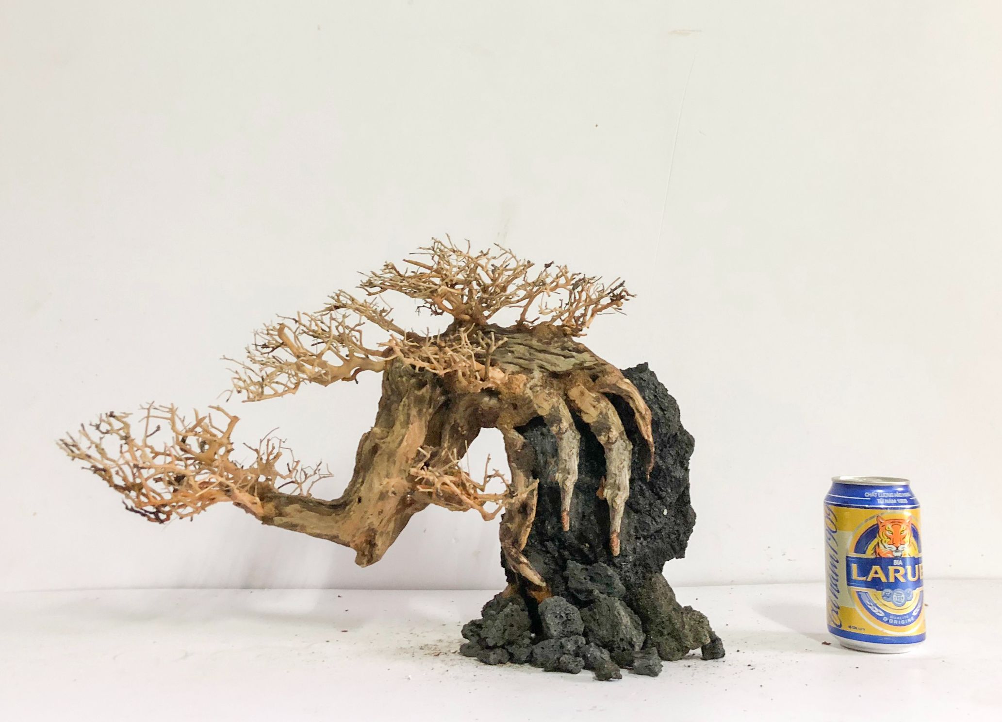 LŨA THUỶ SINH - Dáng Bonsai - Linh sam ghép tán xương