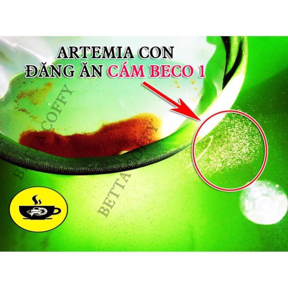 Cám BECO 1 - Thức ăn cho cá con 🐣 BETTA COFFY  FARM FARM ☕️