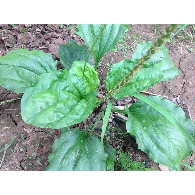 Hạt giống Rau Mã Đề Phú Nông 2gram