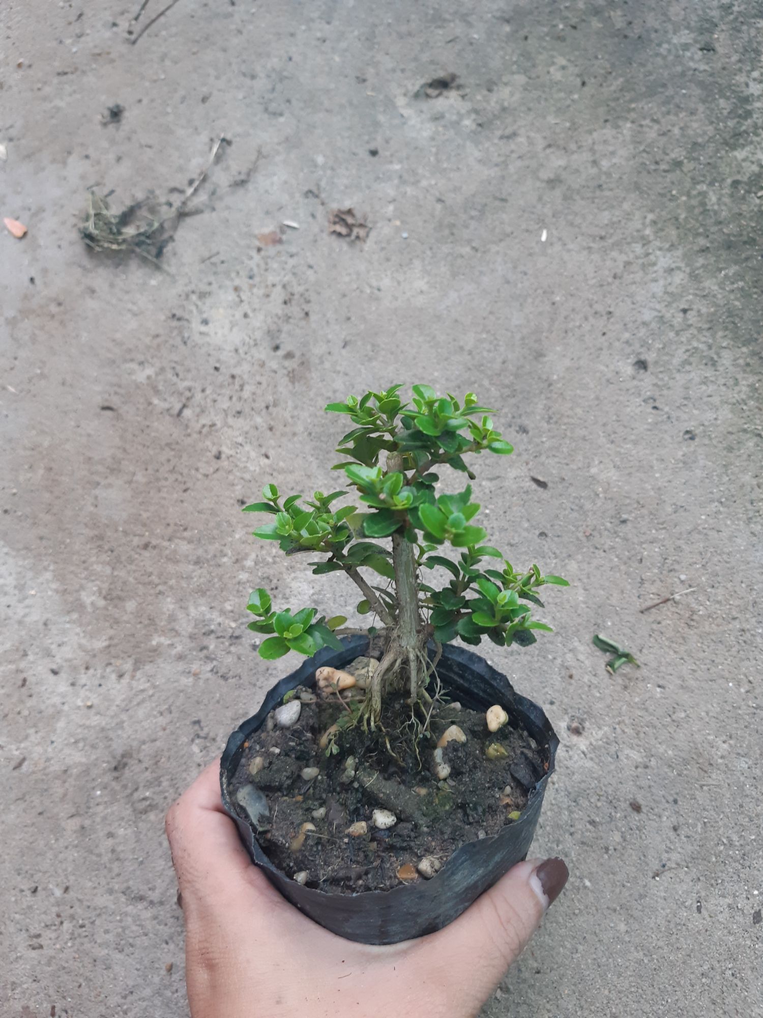 sam hương siêu mini