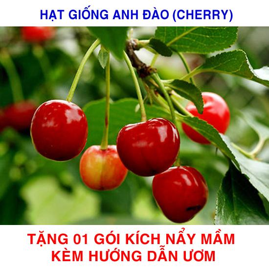 10 Hạt giống Quả Anh đào Cherry (tặng Kích nẩy mầm, Hướng dẫn ươm)
