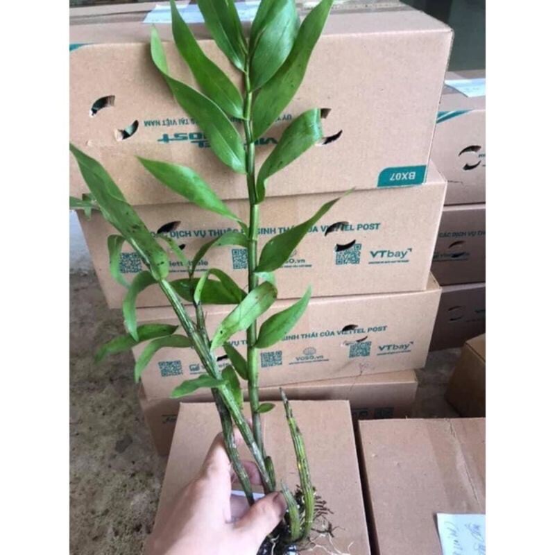Hoa Lan Đại Mỹ Nhân Sỉ 5k(set 5 khóm)