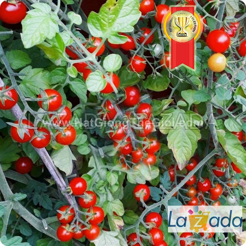 25.hat hạt giống cà chua chuỗi ngọc siêu quả brix13 tg187