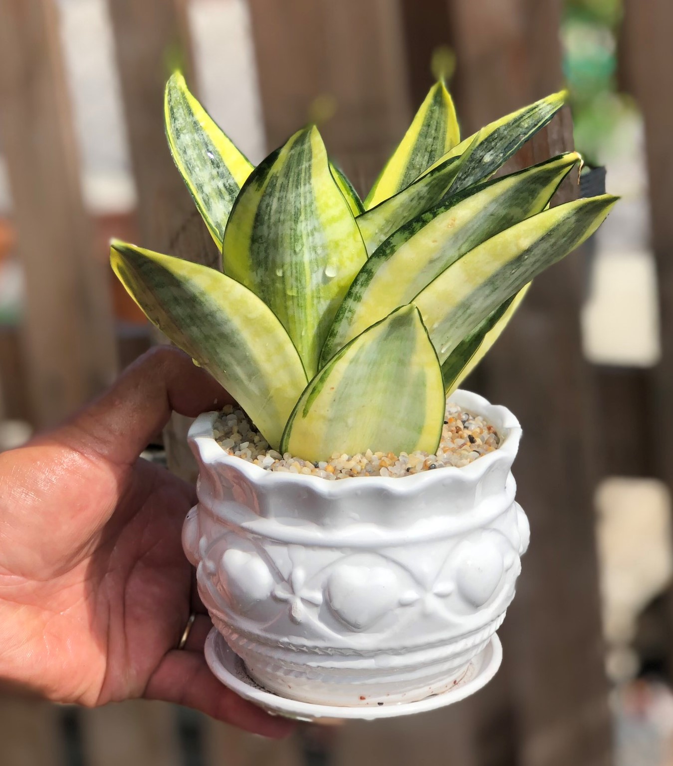 Chậu sứ cây lưỡi hổ Thái vàng để bàn