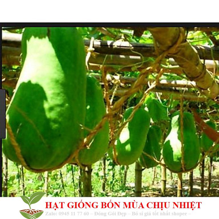226A Bí Đao Khổng Lồ 5 Hạt