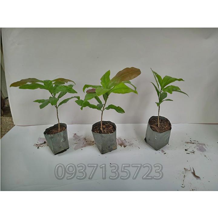 combo 5 cây mai giống cao từ  10-15cm