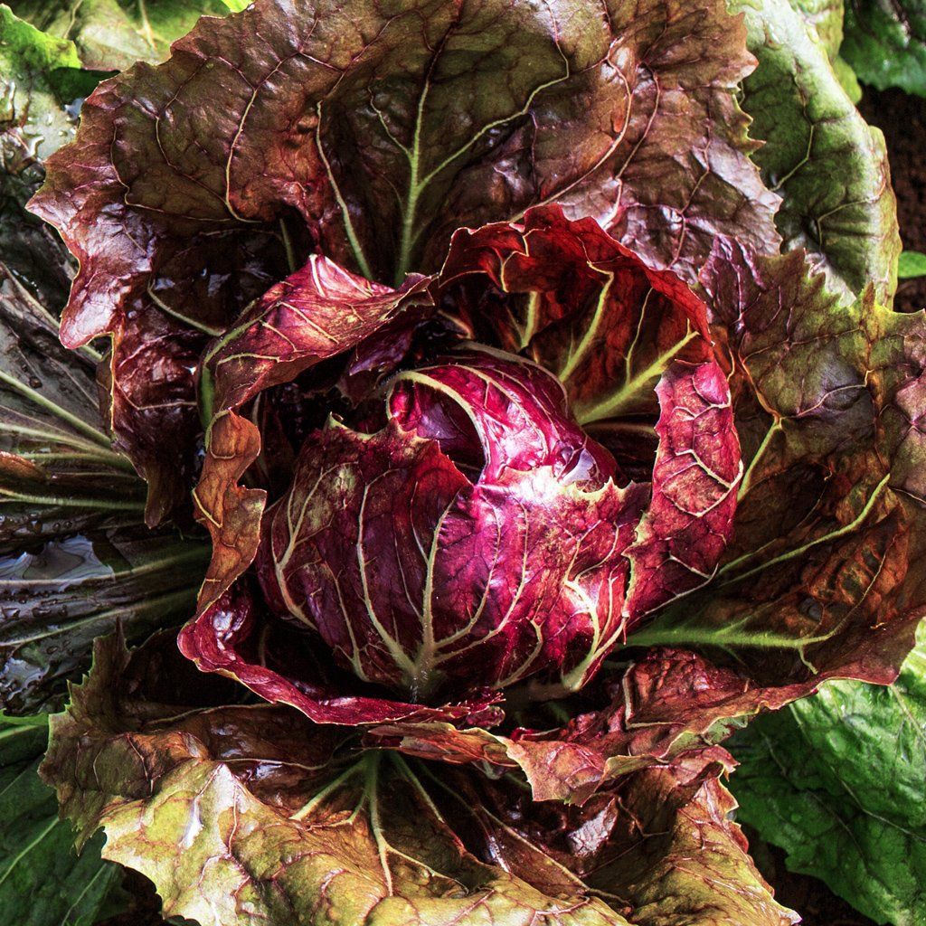 Purple Lettuce Seeds (0.2 Grams/Package)