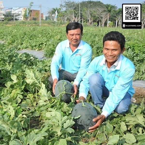 Hạt giống Dưa hấu đỏ quả tròn