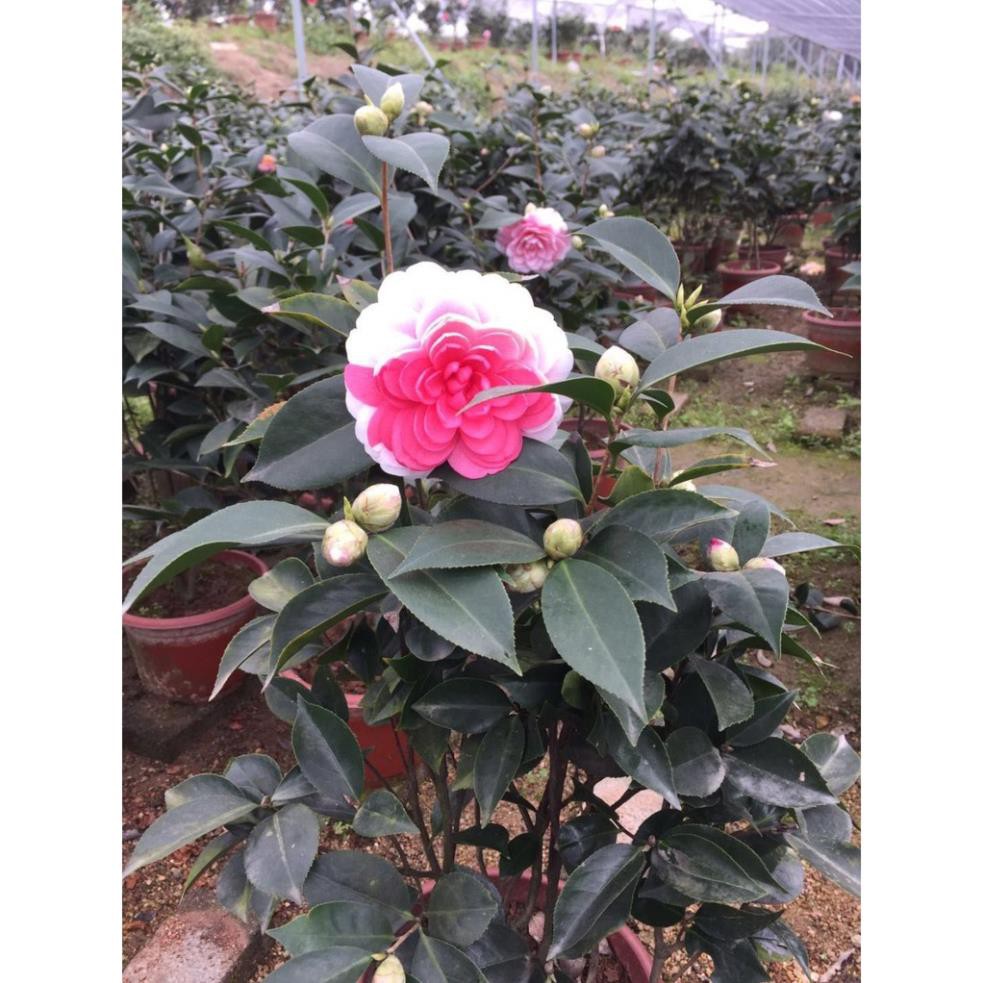 cây giống HOA TRÀ MY tứ quý