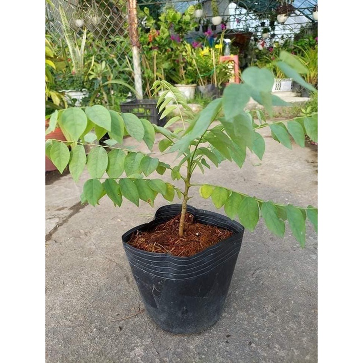 Cây giống chùm ruột ngọt siêu sớm (cây khỏe) (cây giống bảo hành )