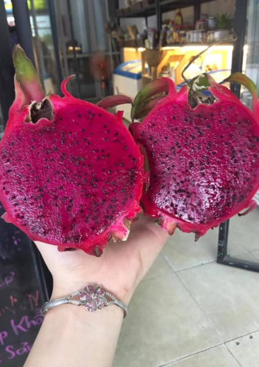 CÂY GIỐNG THĂNG LONG RUỘT HỒNG BÚP SEN. [BEST Express]
