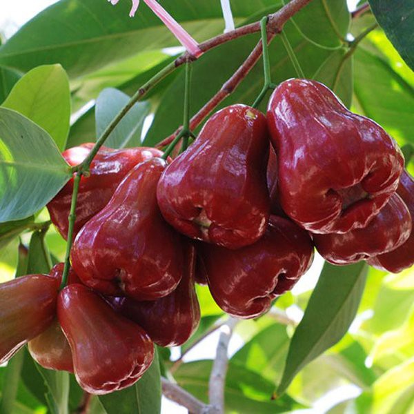 CÂY GIỐNG ROI ĐỎ THÁI LAN SIÊU NGON