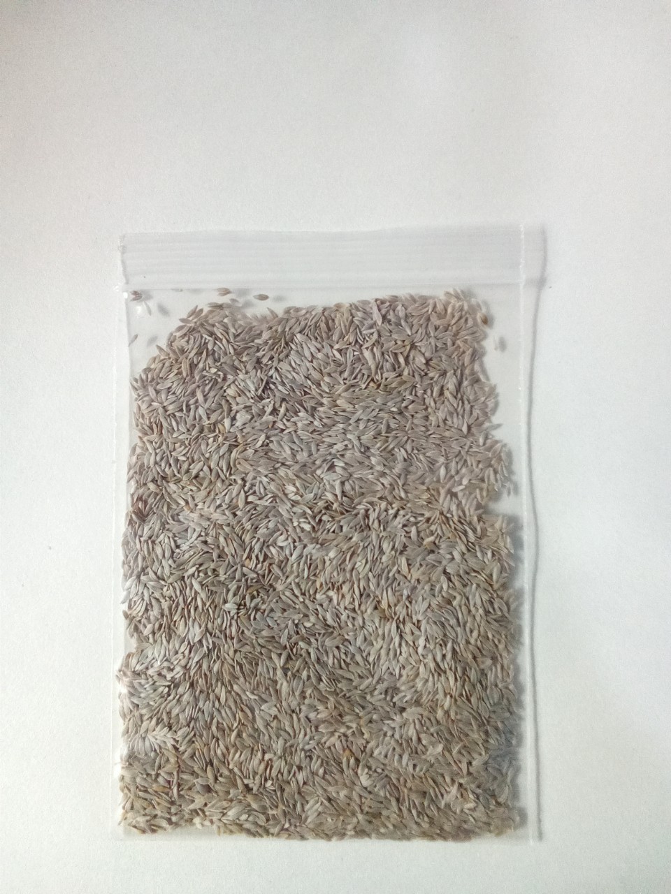 HẠT GIỐNG XÀ LÁCH TRANG NÔNG