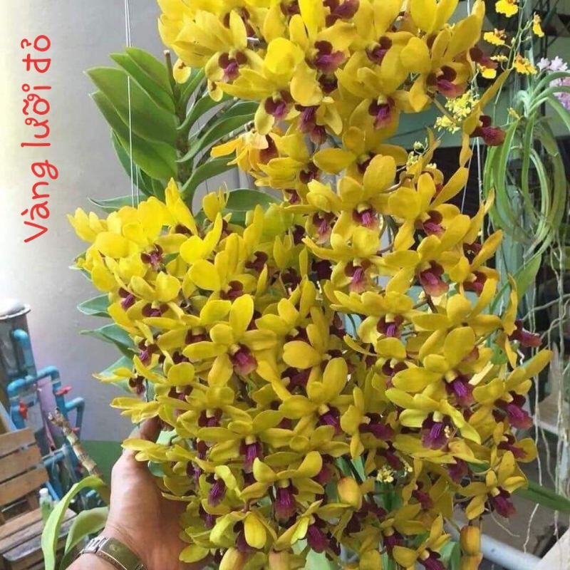 Denro Vàng Lưỡi Đỏ