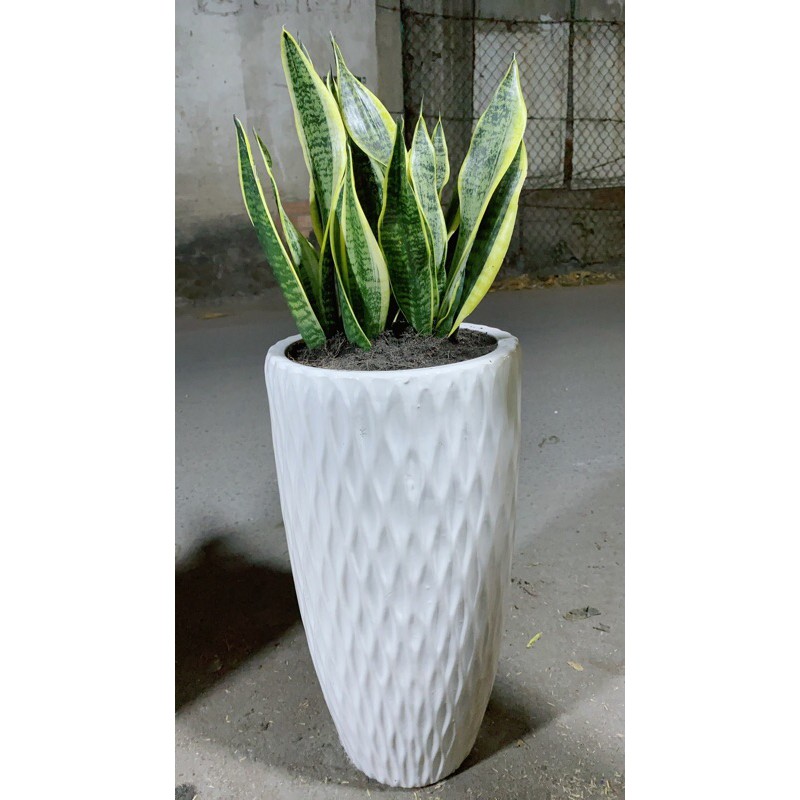 [HCM]Chậu Lưỡi Hổ
