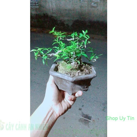 Chậu Cây Mai Chiếu Thuỷ