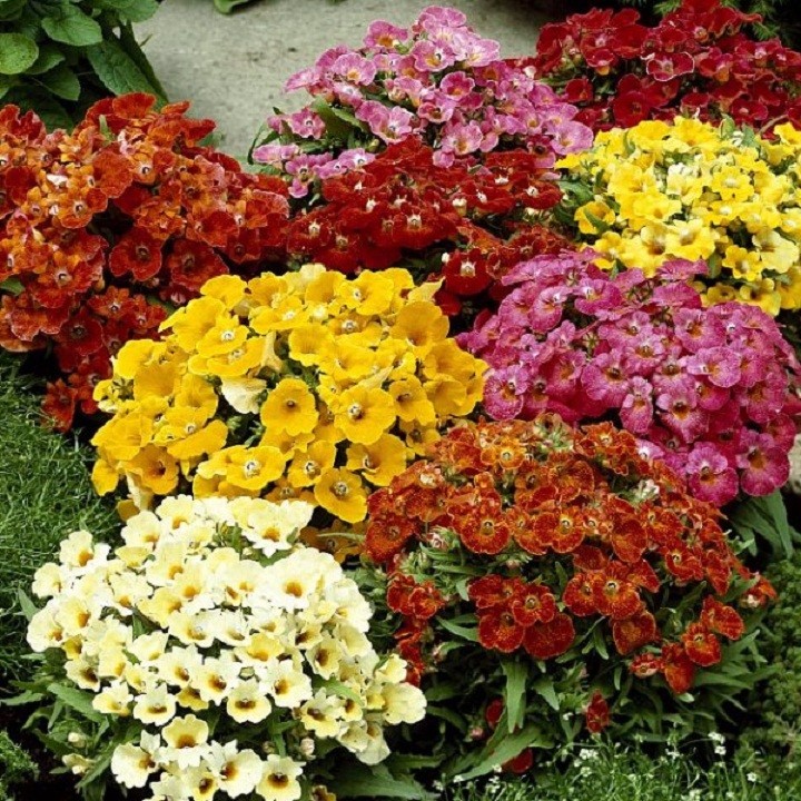 Hạt giống cúc nemesia mix – gói 100hạt