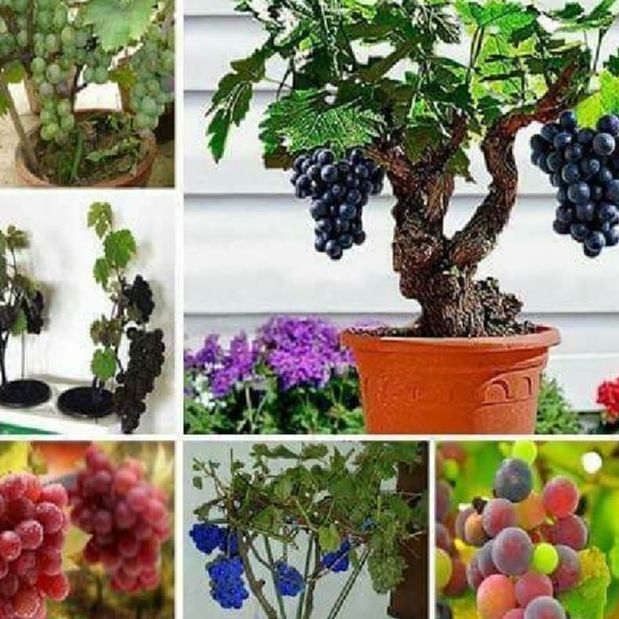 Hạt giống nho lùn pháp siêu trái-gói 10 hạt