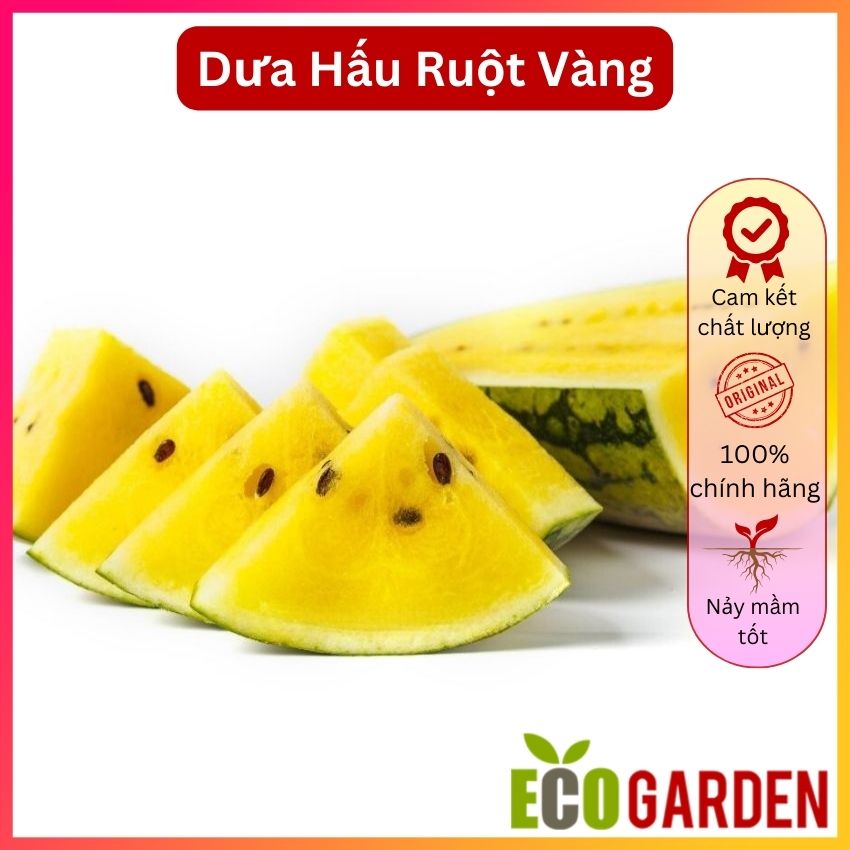 Hạt Giống Dưa Hấu Ruột Vàng 5H (ECO.373)