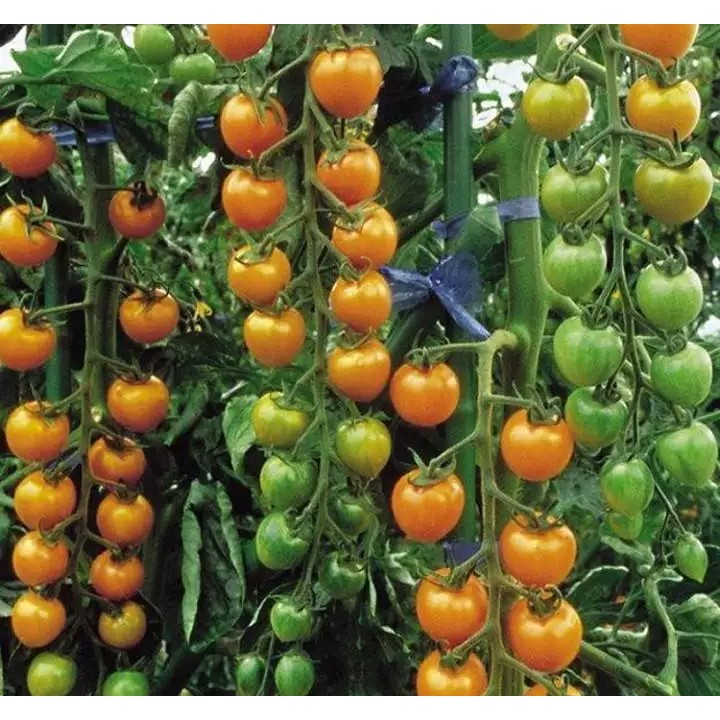 Hạt giống cà chua bi dây vàng cherry ( gói 30 hạt kèm gói kích thích hạt nảy mầm )