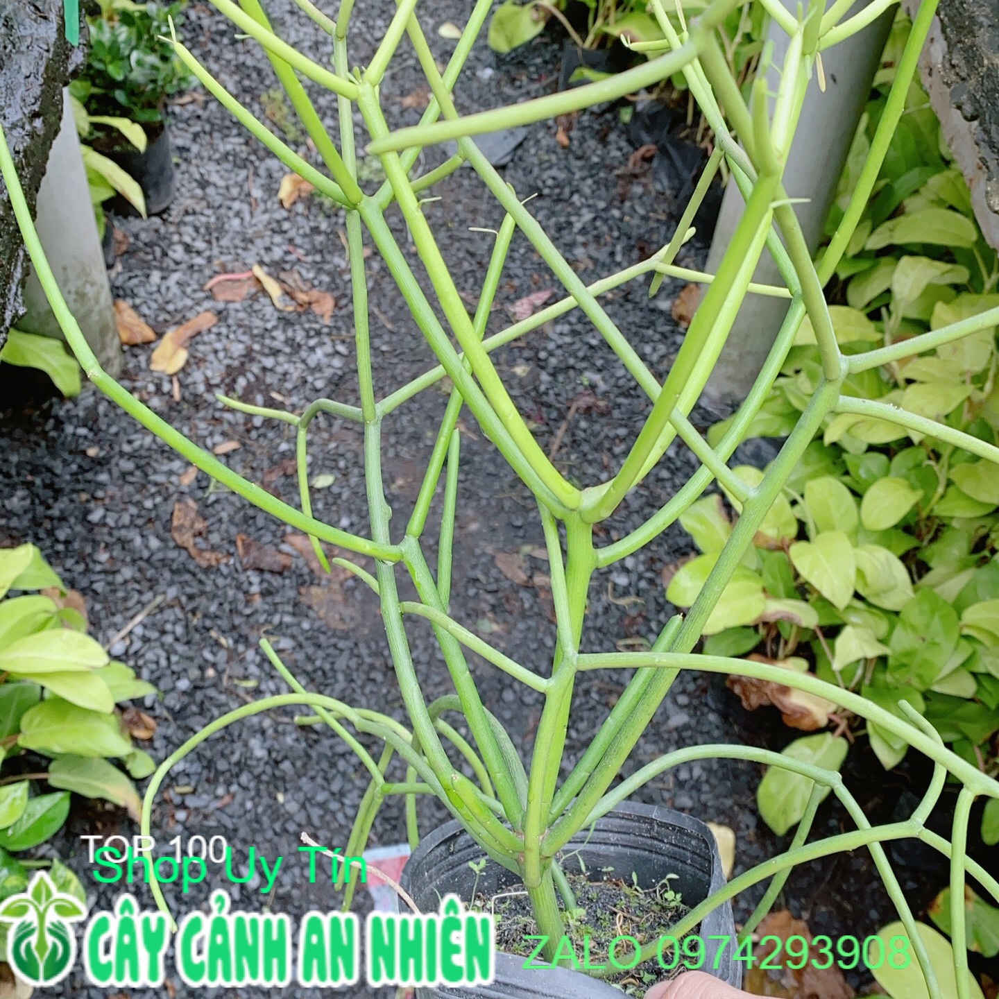 Xương Rồng Xương Cá (Xương Khô, cành giao, san hô xanh)