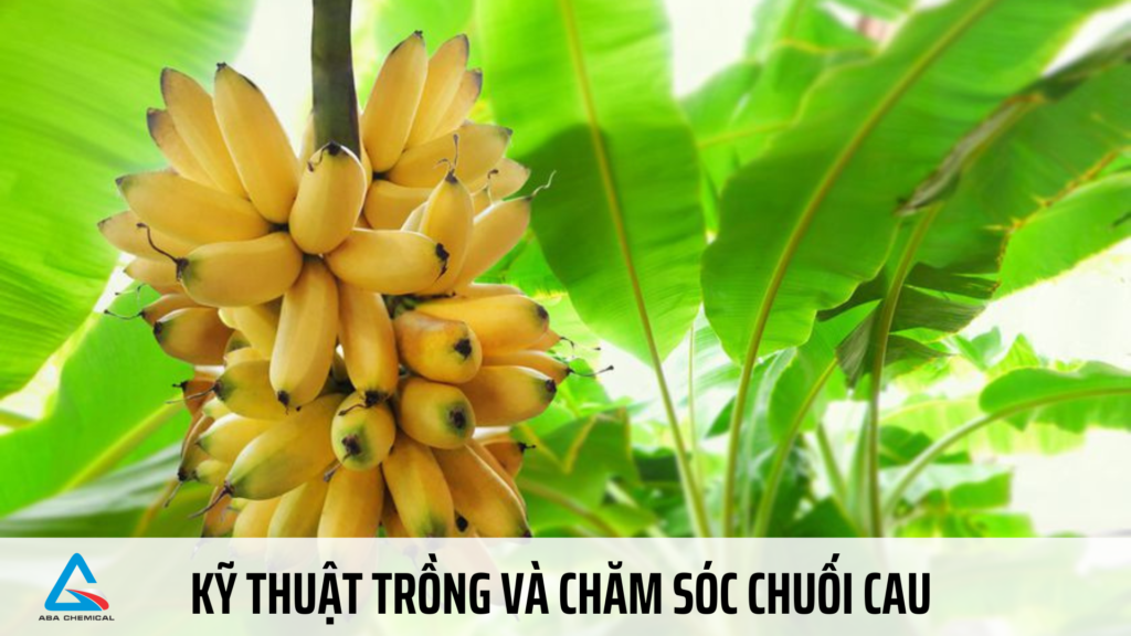 Cây giống chuối cau con tách mẹ