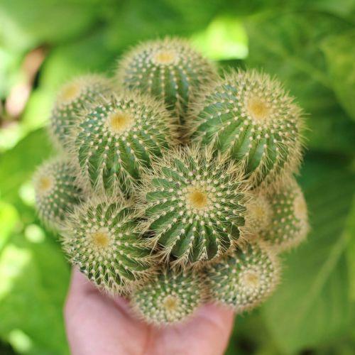 Xương Rồng Bụi  Vàng