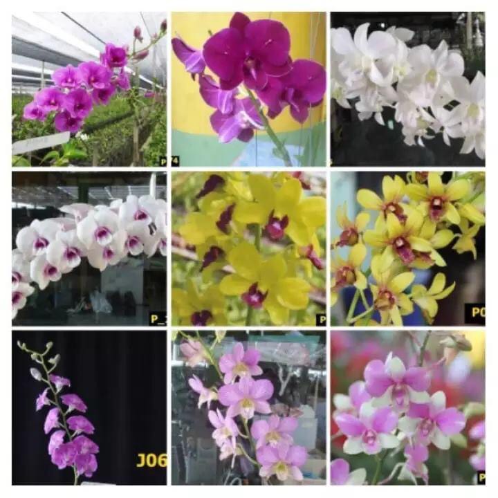 COMBO 10 cốc Giống Denro đủ màu(7-12CM)