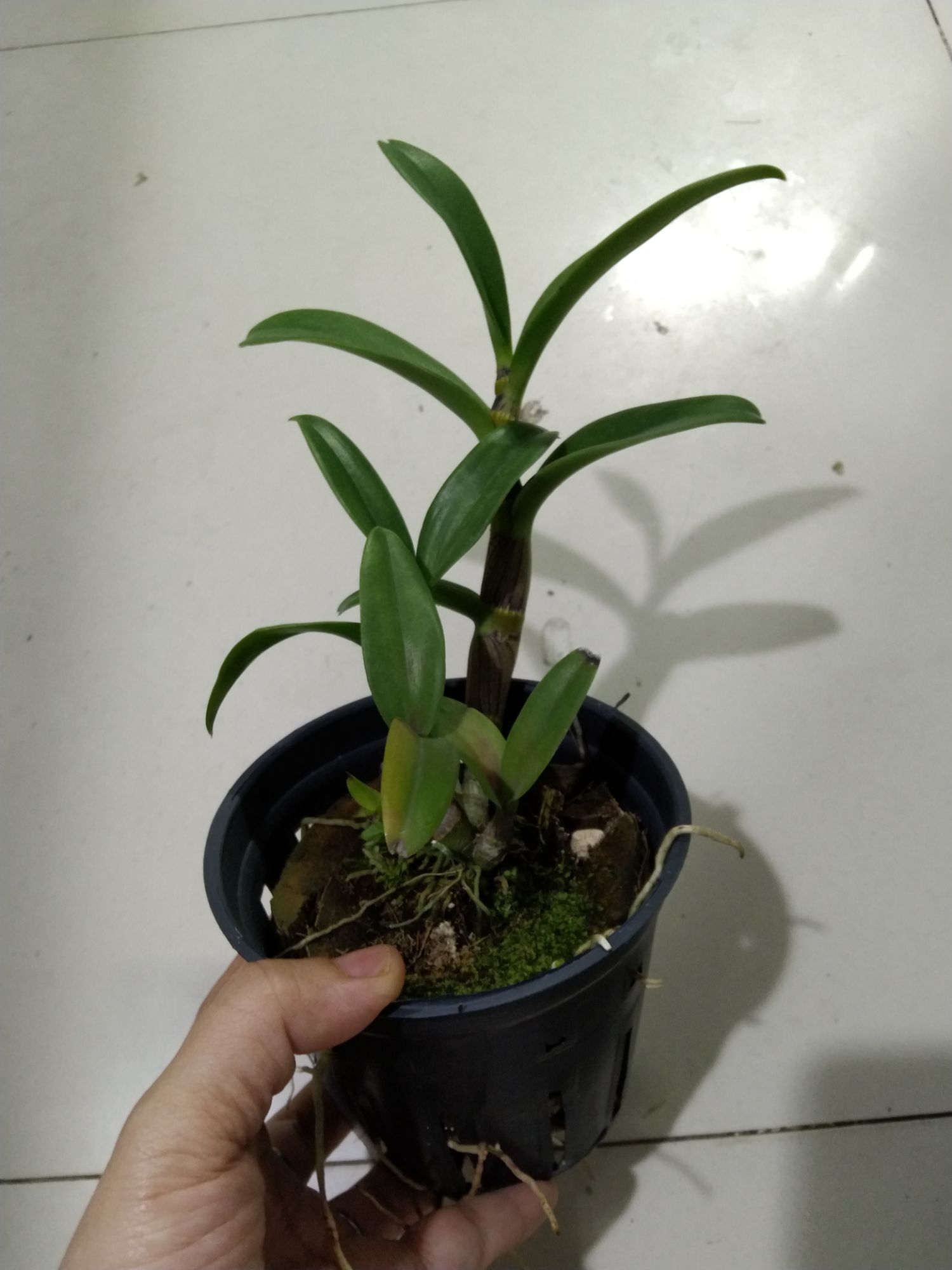 Lan denro nắng Quán Long (hoán long)
