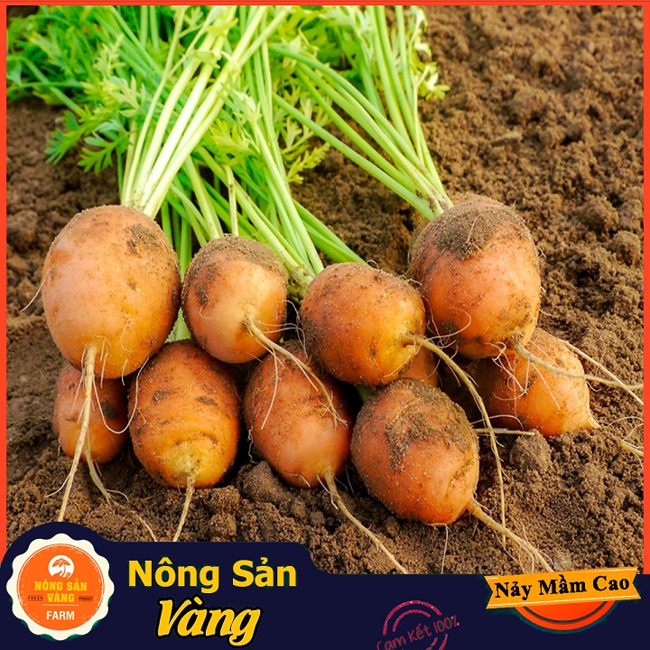 [HCM]Hạt giống Cà Rốt Củ Tròn ( 05 Gram ) - Nông Sản Vàng