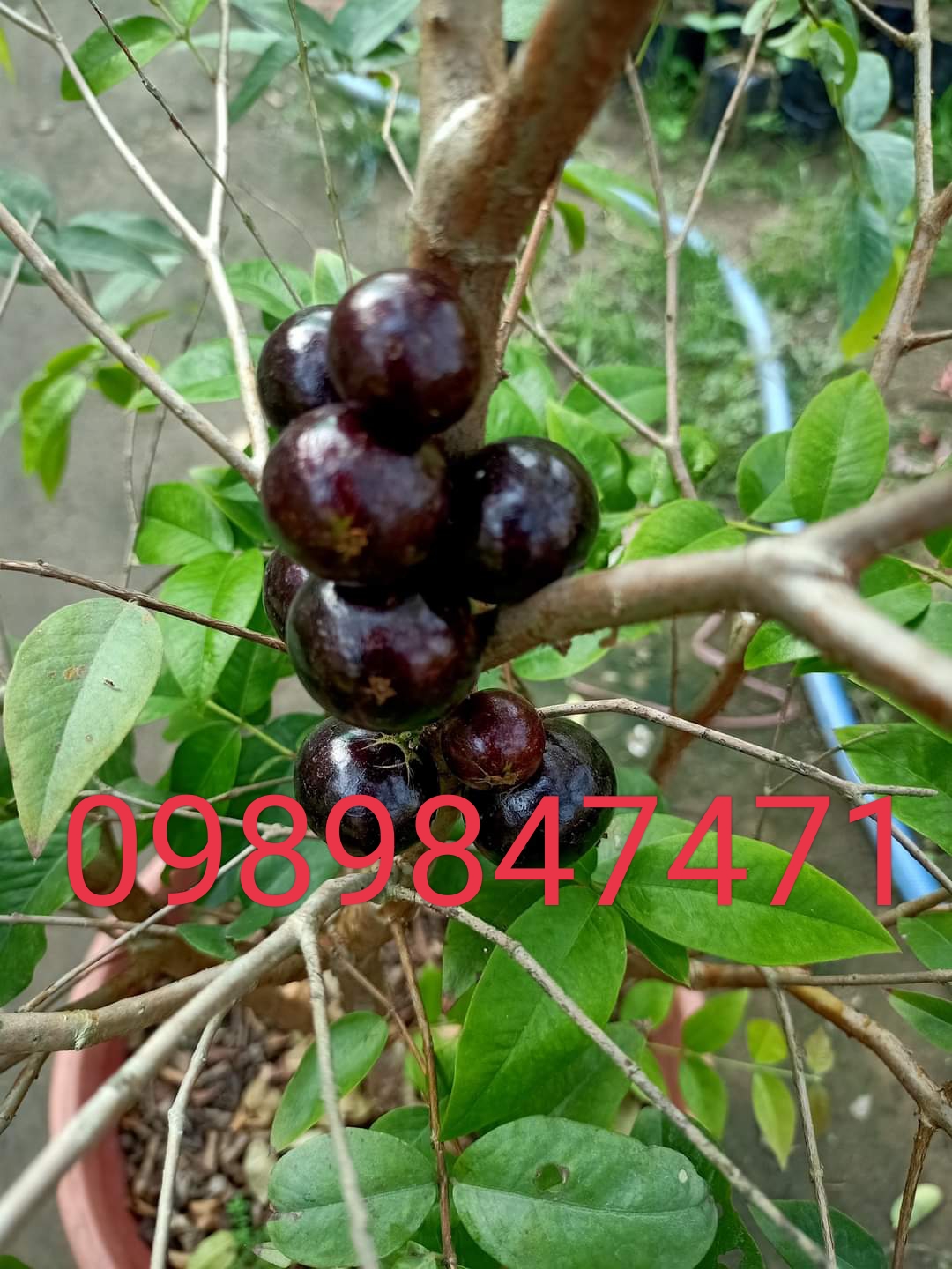 Nho thân gỗ tứ quý lá lớn combo 2cây