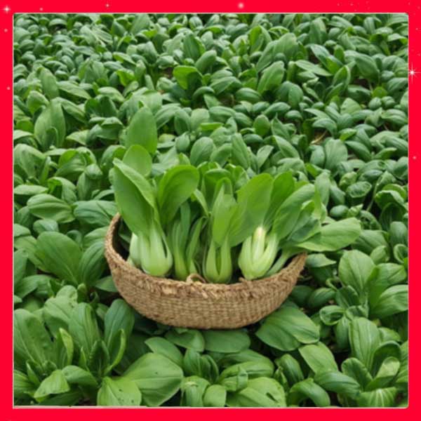 Hạt giống cải chíp xanh lùn 20gr