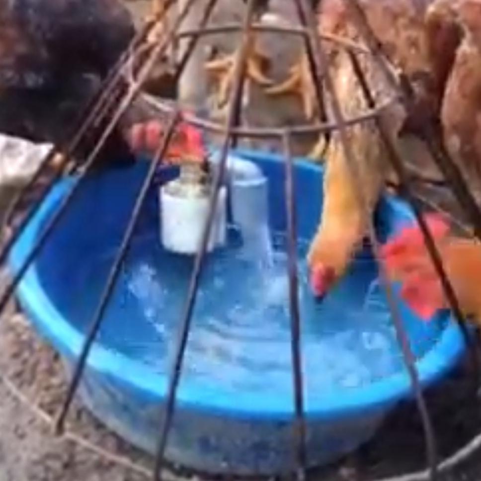 combo 5 van máng uống cho gà , vịt , ngan