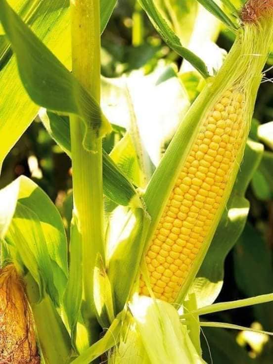Hạt Giống Ngô Ngọt Vàng Thái Lan (30/gói )