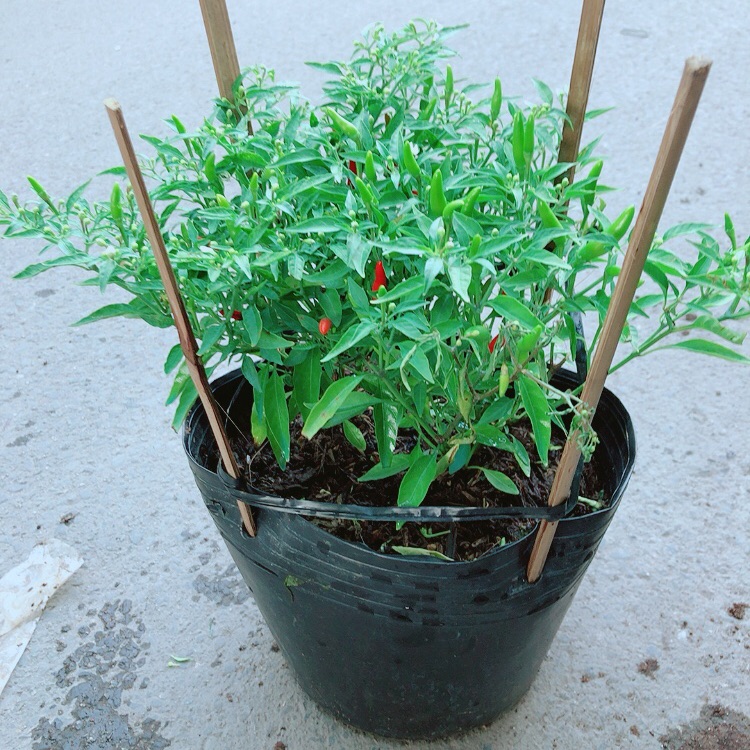 Bụi ớt hiểm