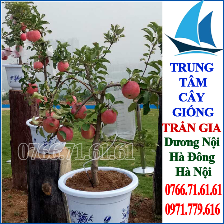 Giống Cây Táo Đỏ Lùn ( 2 cây )