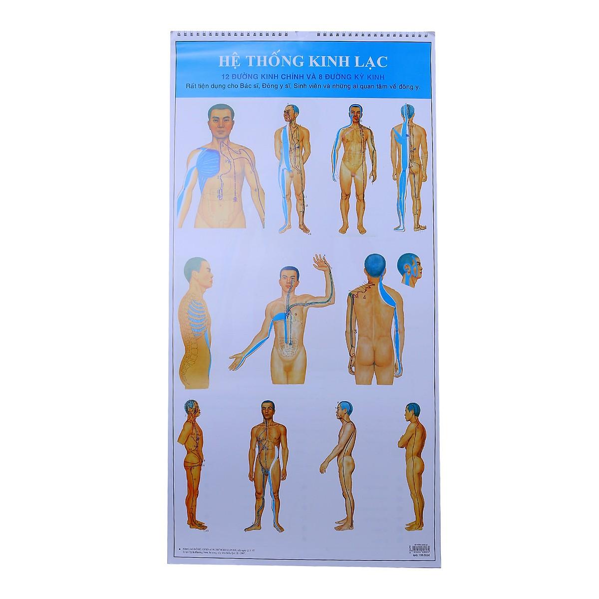 Tranh Hệ Thống Kinh Lạc - 12 Đường Kinh Chính Và 8 Đường Kỳ Kinh (21 Tờ)