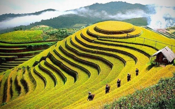 Gạo nếp Nương điện biên