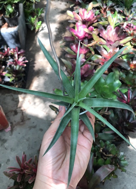 Cây Không Khí Tillandsia Flexuosa