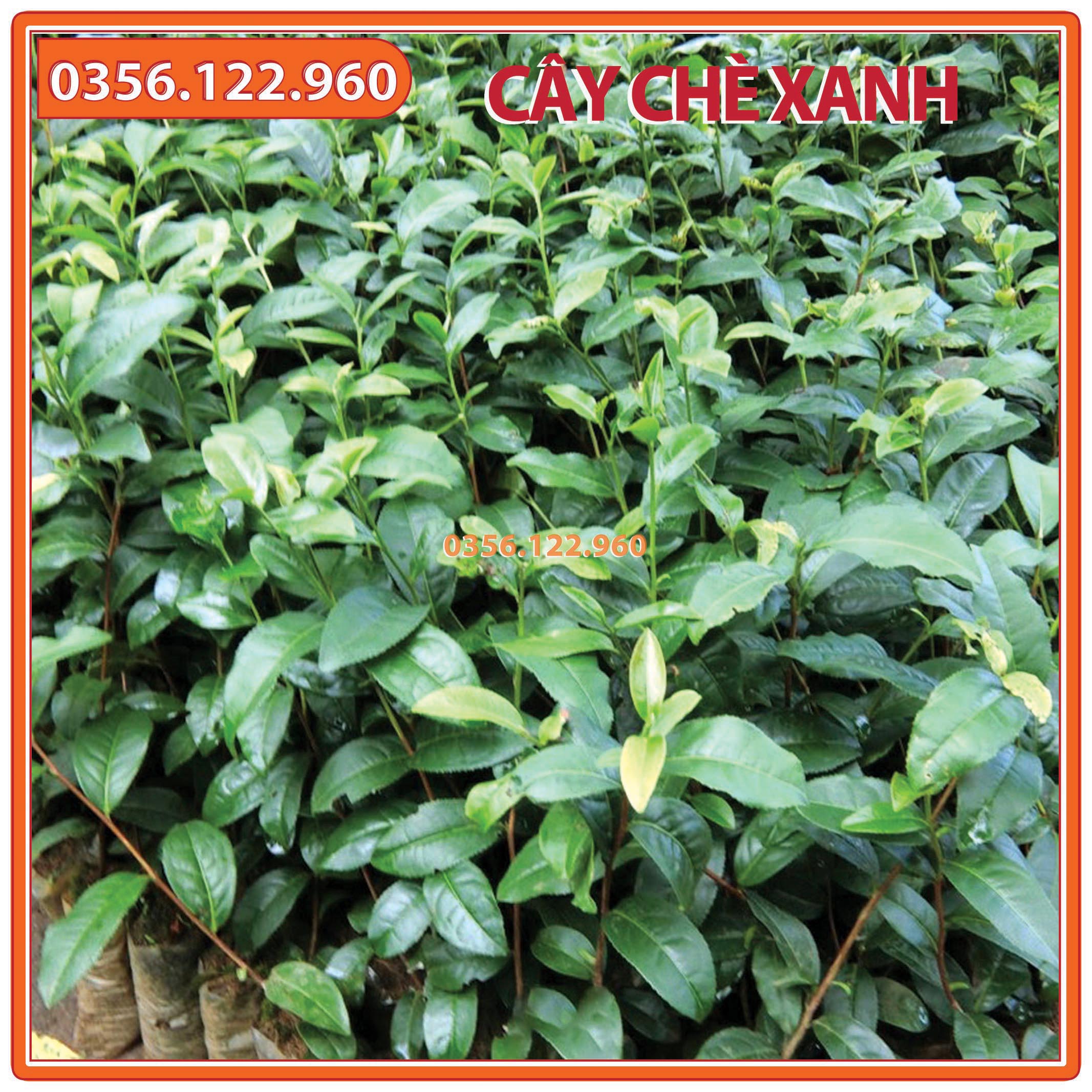 Cây chè xanh giống, trà xanh