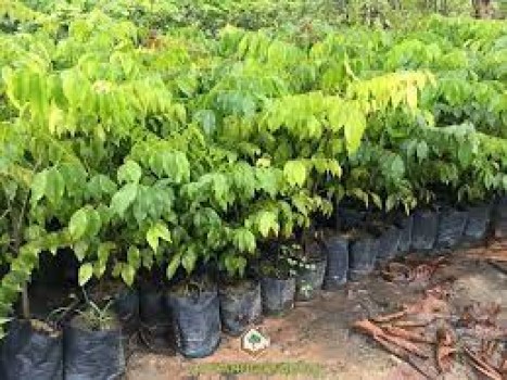 Cây giống cây Gỗ Lim Xanh (combo 5 cây 150k)