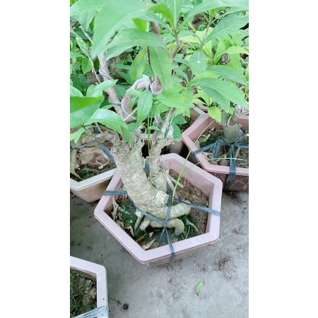 Lộc Vừng Bonsai
