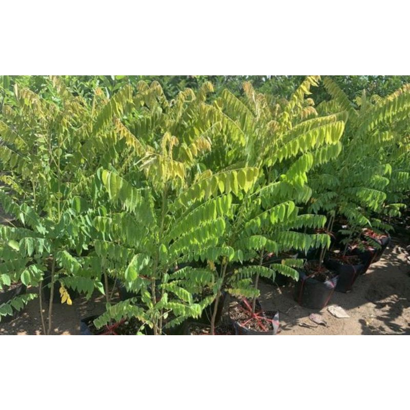cây khế tàu cao 80-100cm.