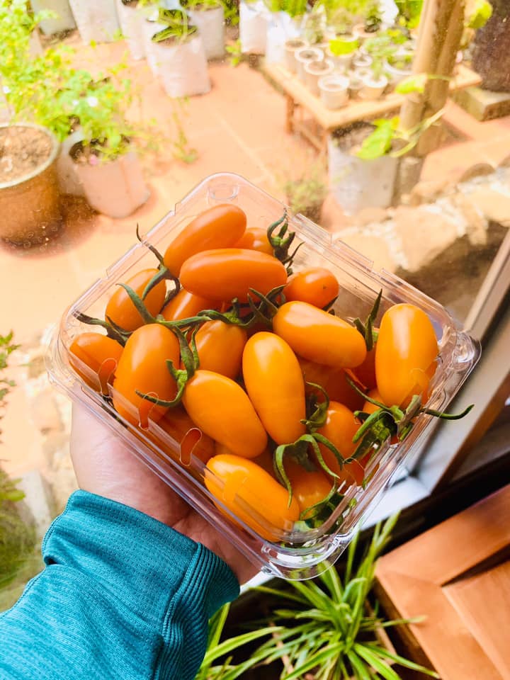 Cà trái cây Nova Dak Lak hộp 500 gram