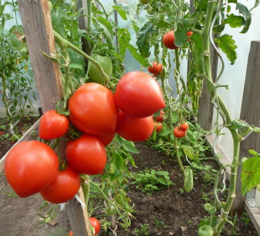 "Gói 30 Hạt " Hạt giống cà chua hình trái tim đỏ