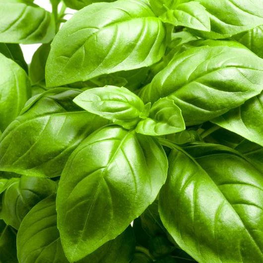 Hạt Giống Quế Tây (BASIL) 2gr