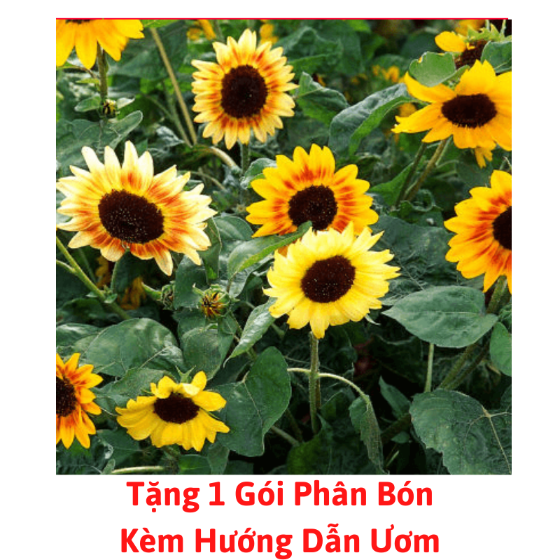 [Lấy mã giảm thêm 30%] Gói Hạt Giống Hoa Hướng Dương Mix