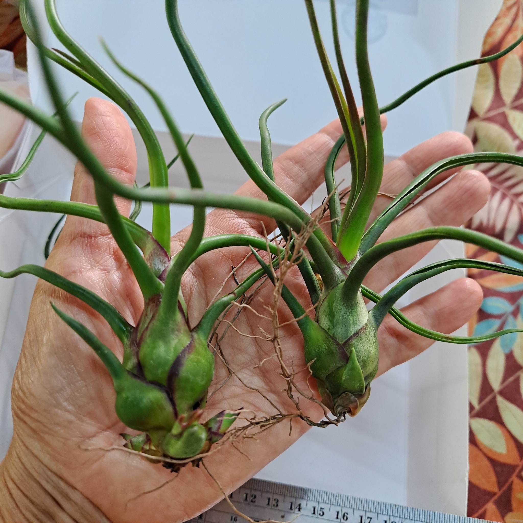 Cây không khí Nhân sâm Balbusa Giant (Size lớn)