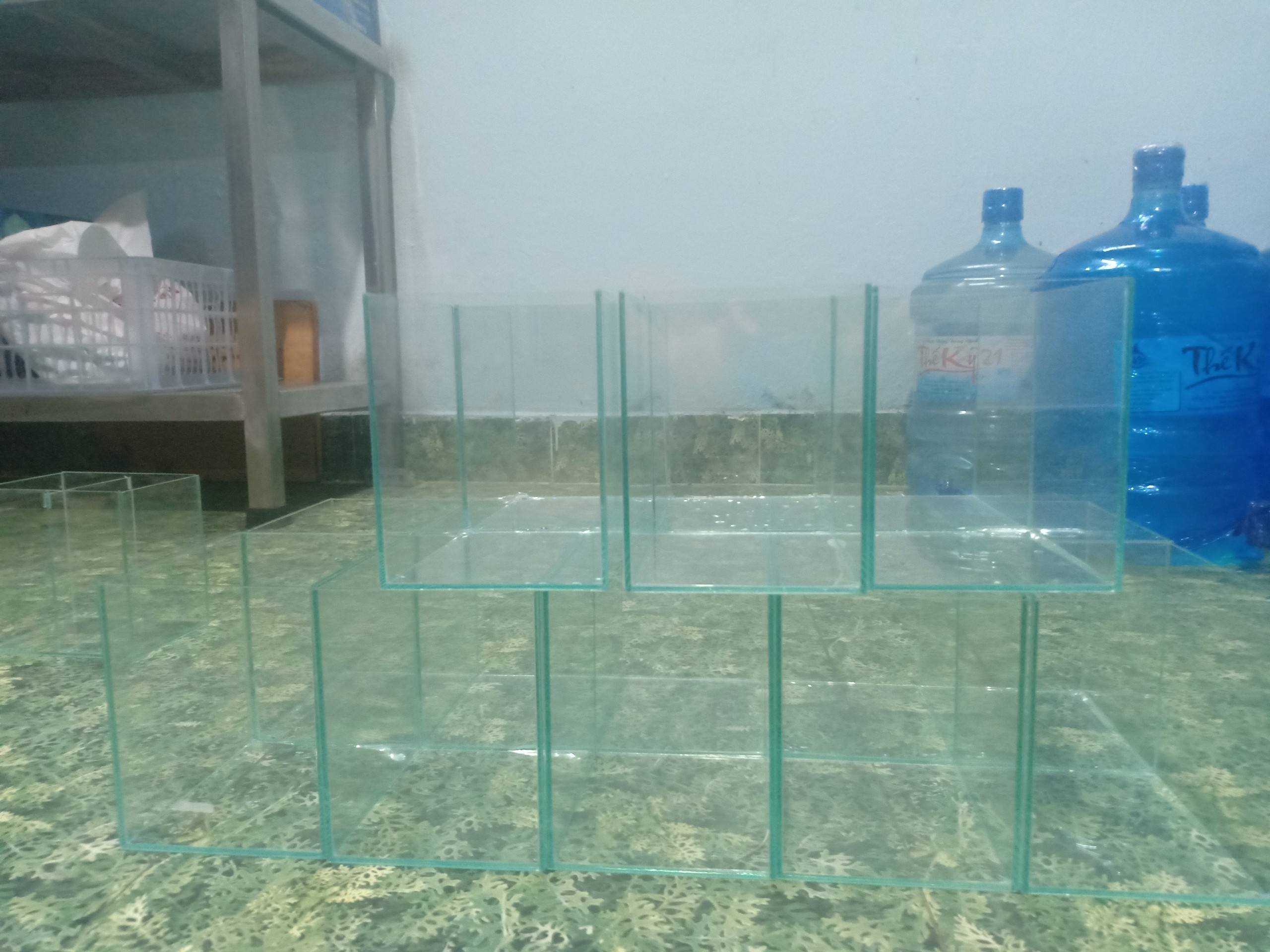 Hồ thủy tinh nuôi cá Betta