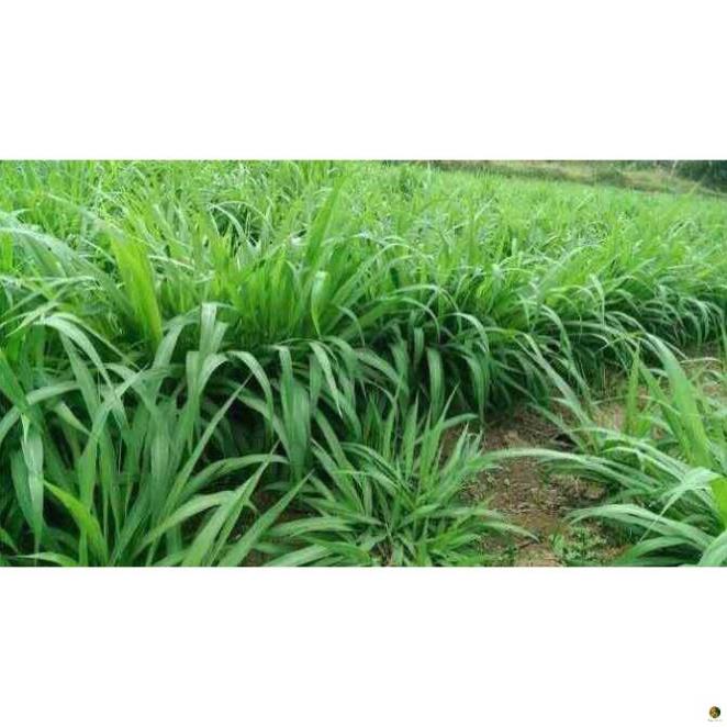 DT02 TRICHO 1kg Nấm trichoderma đối kháng bệnh, Ủ phân vi sinh